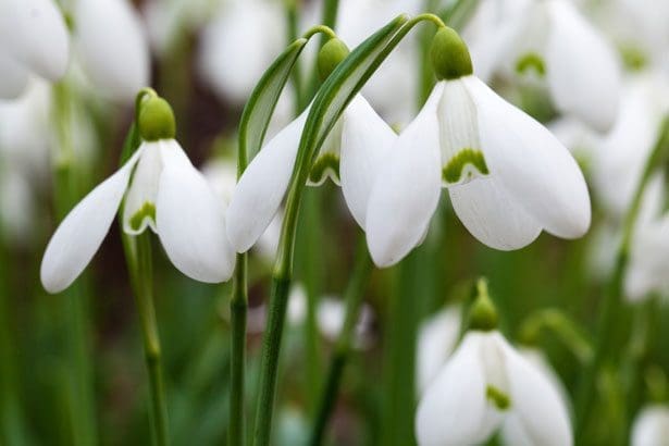 January Snowdrops