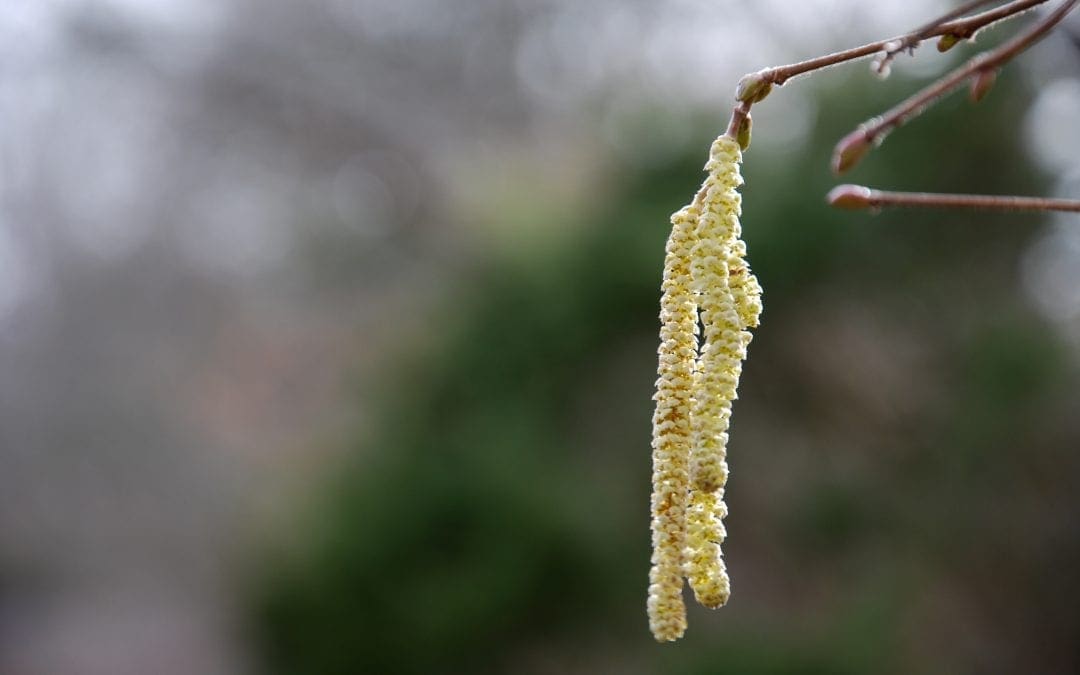 “Lamb’s Tails” for Candlemas