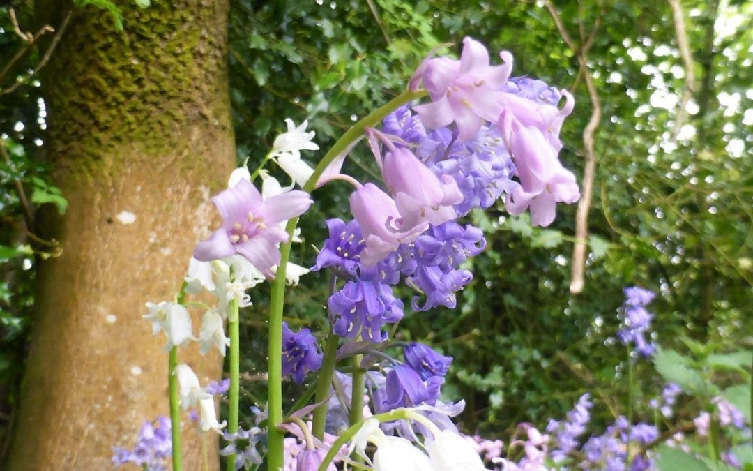 “May brings tulips, lilies, roses, fills the children’s hands with posies”