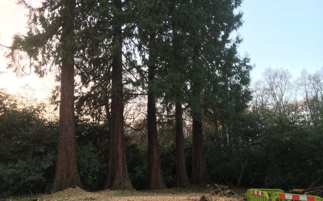 Sleeping Giants