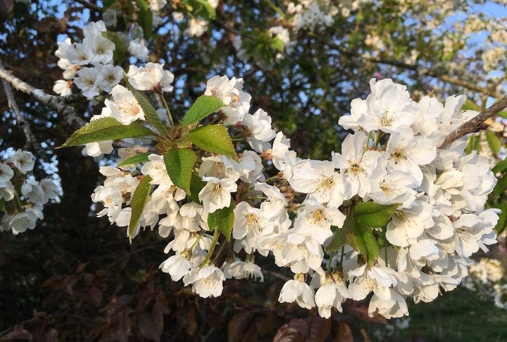 May ‘Blossom Time’