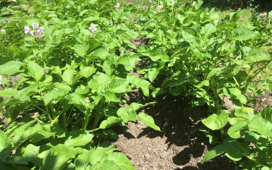 Summertime & the Potatoes are Flowering