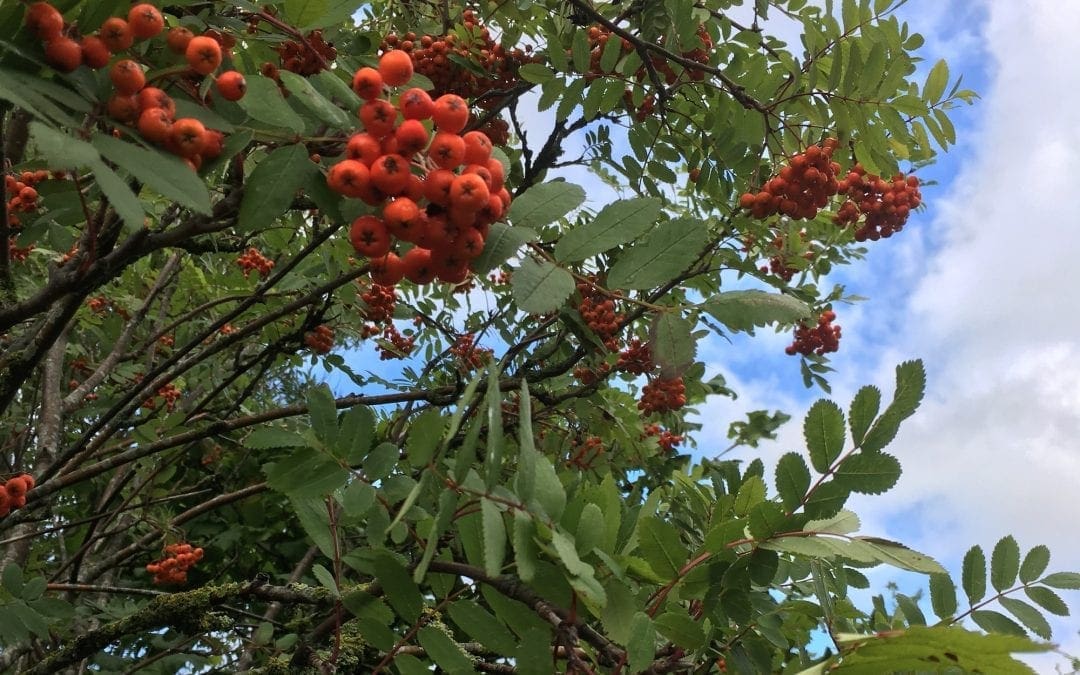 The Last of the Summer Wine