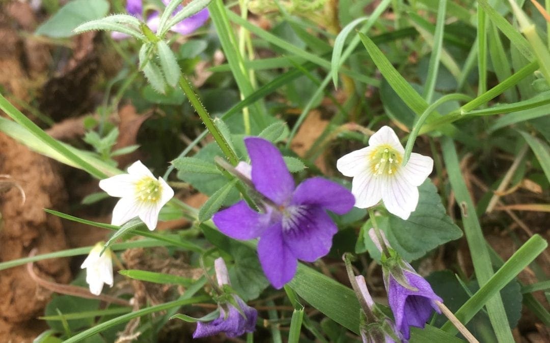Where the Wildflowers Grow…