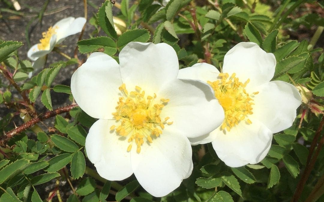 ‘June is bustin’ out all over…’