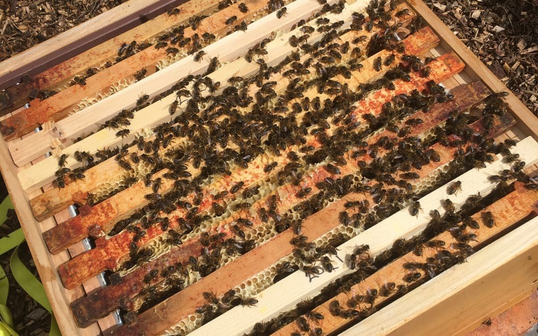 It’s Swarm Season