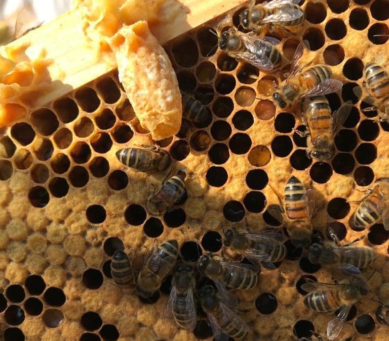 Reflections from the Apiary