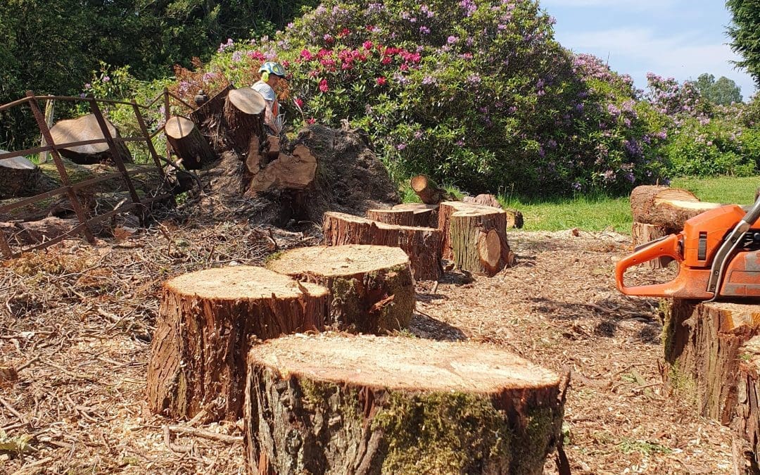 Clearing the ceders
