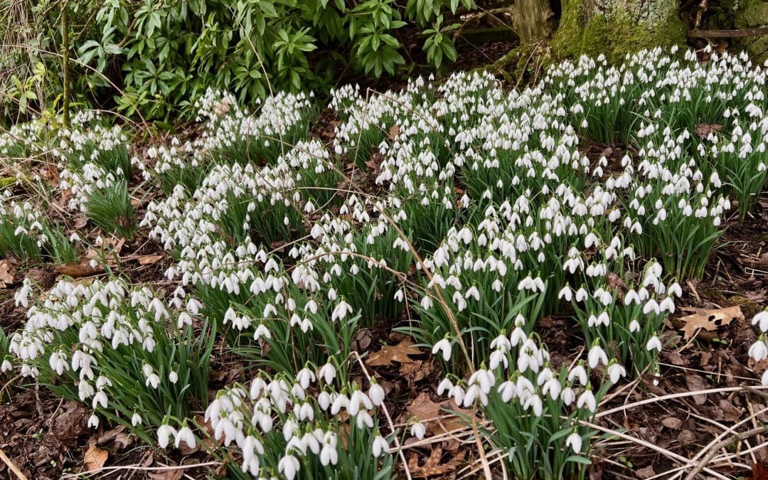 Snowdrops