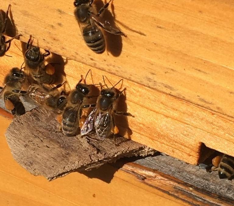 Apiary Blog March 2024