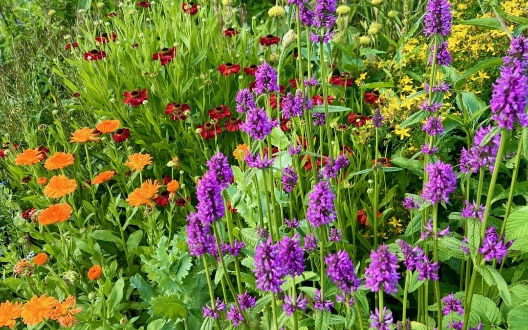 Summertime and the Livin’ is Easy – News From Bannockburn House Gardens