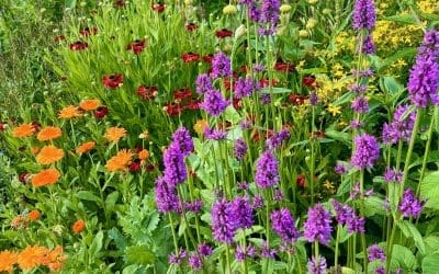 Summertime and the Livin’ is Easy – News From Bannockburn House Gardens