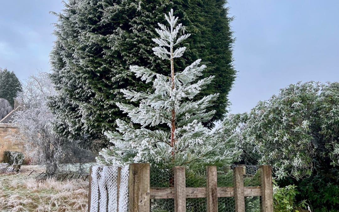 Welcome to National Tree Week. – News From Bannockburn House Gardens