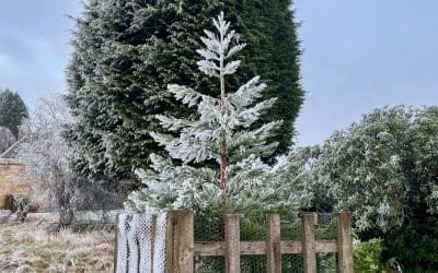 Welcome to National Tree Week. – News From Bannockburn House Gardens
