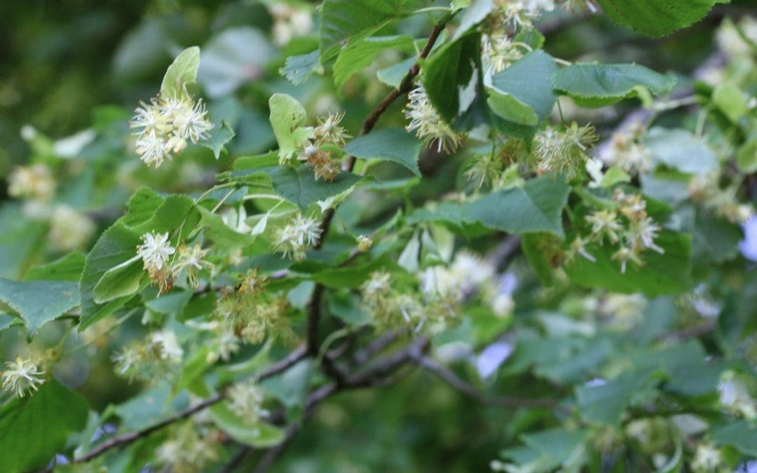 Welcome to National Tree Week. – Ancient Lime Trees