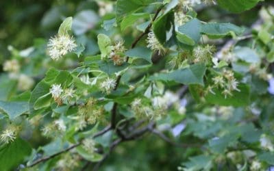 Welcome to National Tree Week. – Ancient Lime Trees
