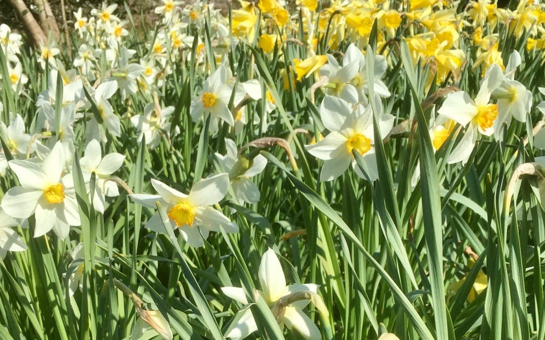 March Brings Breezes Loud and Shrill, Stirs the Dancing Daffodil